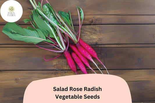 500+ Salad Rose Radish Seeds – Raphanus sativus Heirloom Pink Radish Seeds for Garden Planting