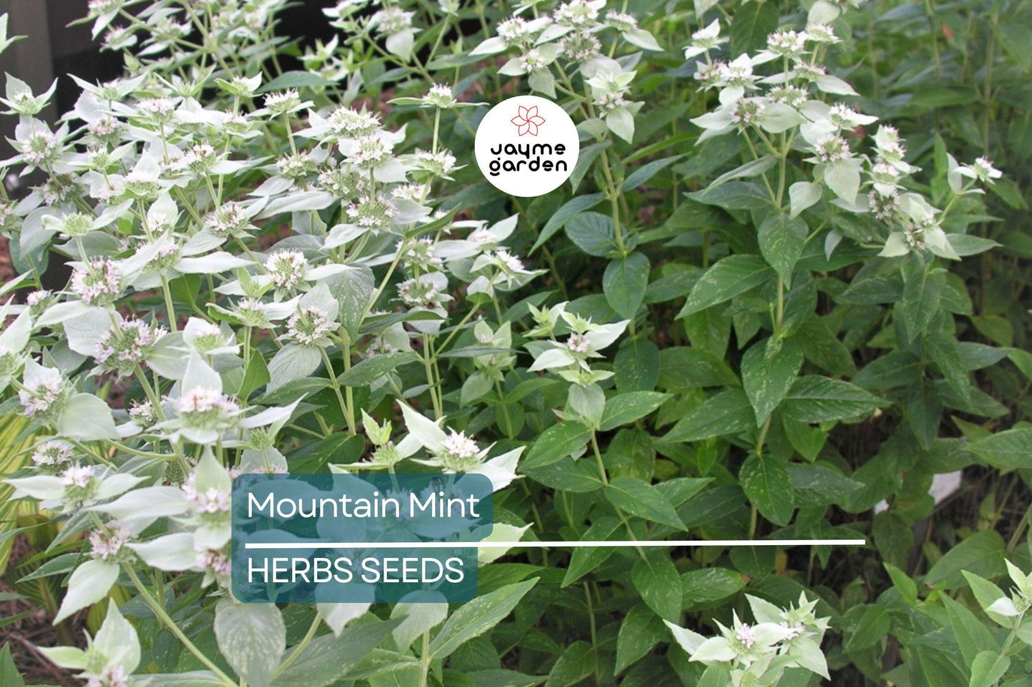 650 Mountain Mint Seeds - Pycnanthemum Pilosum - Fragrant Mint, Tea Herb, Attracts Pollinators