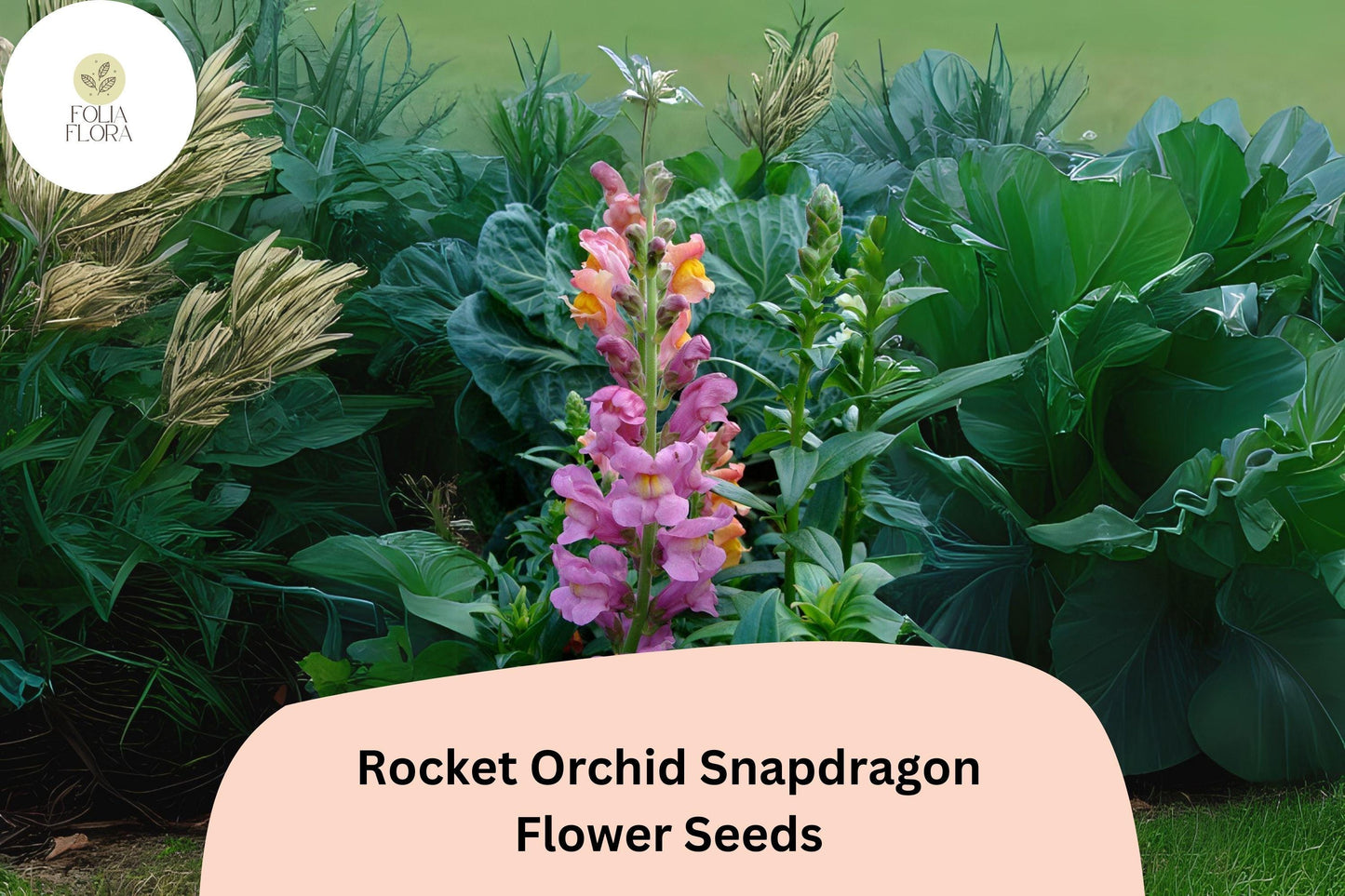 Antirrhinum majus Rocket Orchid Snapdragon Seeds – 1000+ Elegant Purple Blooms for Garden & Cut Flowers