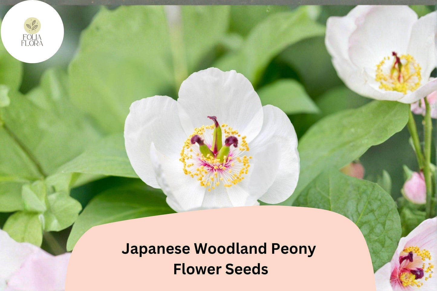 Japanese Woodland Peony Seeds 5 | Paeonia japonica Shade-Loving White Spring Flower