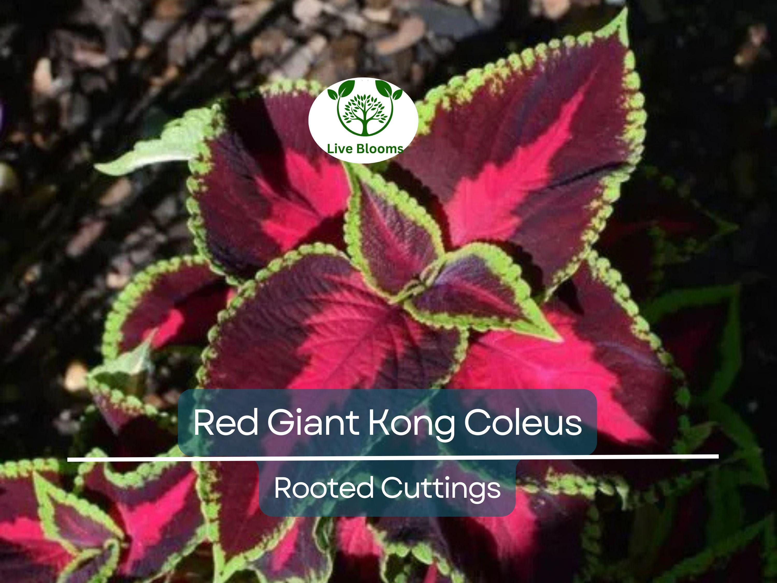 1 Red Giant Kong Coleus Rooted Cuttings - Live Flower, Coleus x hybridus, Colorful Foliage, Indoor/Outdoor Plant