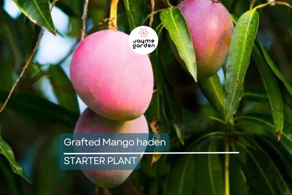 Grafted Mango Haden Tree (Mangifera) Starter 3’-4’ - Juicy, Sweet & Tangy Tropical Fruit Tree for Gardens