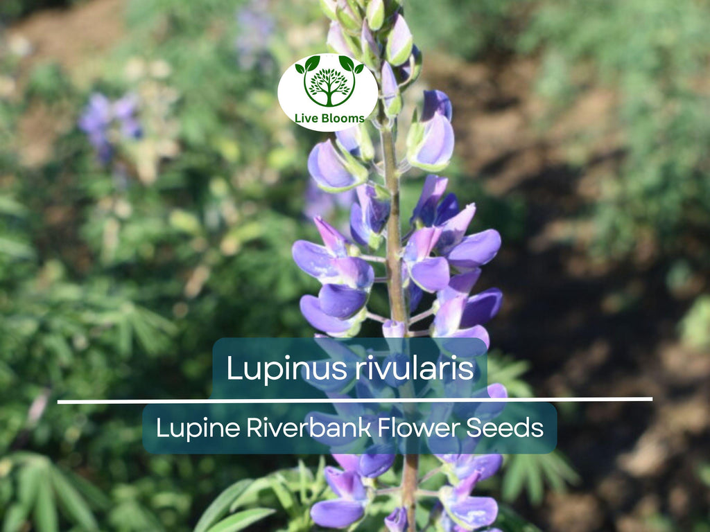 15 Seeds Lupine Riverbank for Planting – Lupinus rivularis, Perennial Flower, Blue Blooms, Attracts Pollinators, Hardy for Garden Borders