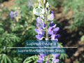 15 Seeds Lupine Riverbank for Planting – Lupinus rivularis, Perennial Flower, Blue Blooms, Attracts Pollinators, Hardy for Garden Borders