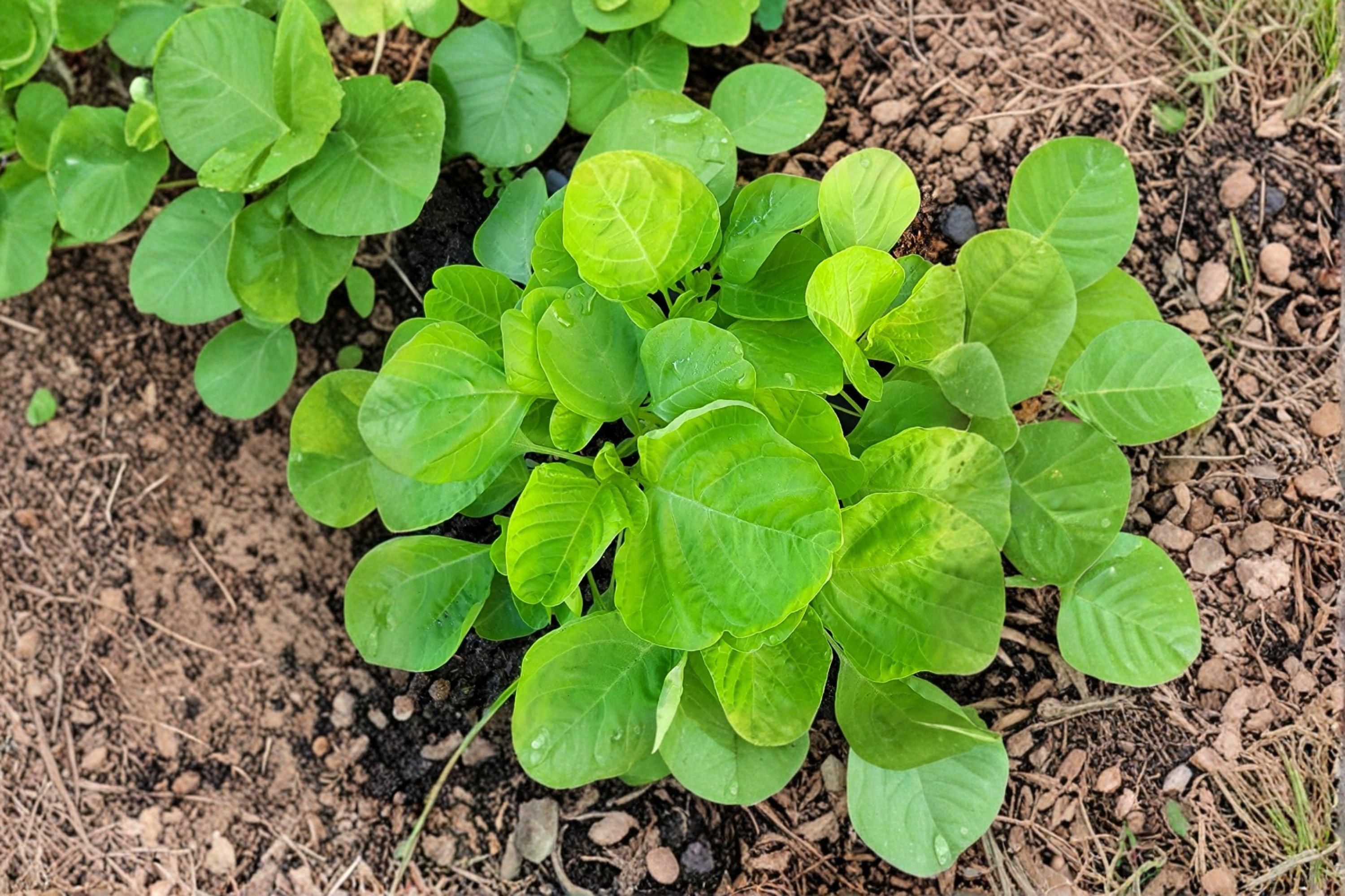 Edible Amaranth – White Light Green 500 Seeds | Heirloom Leaf Vegetable | Fast Growing | Mild Flavor Greens
