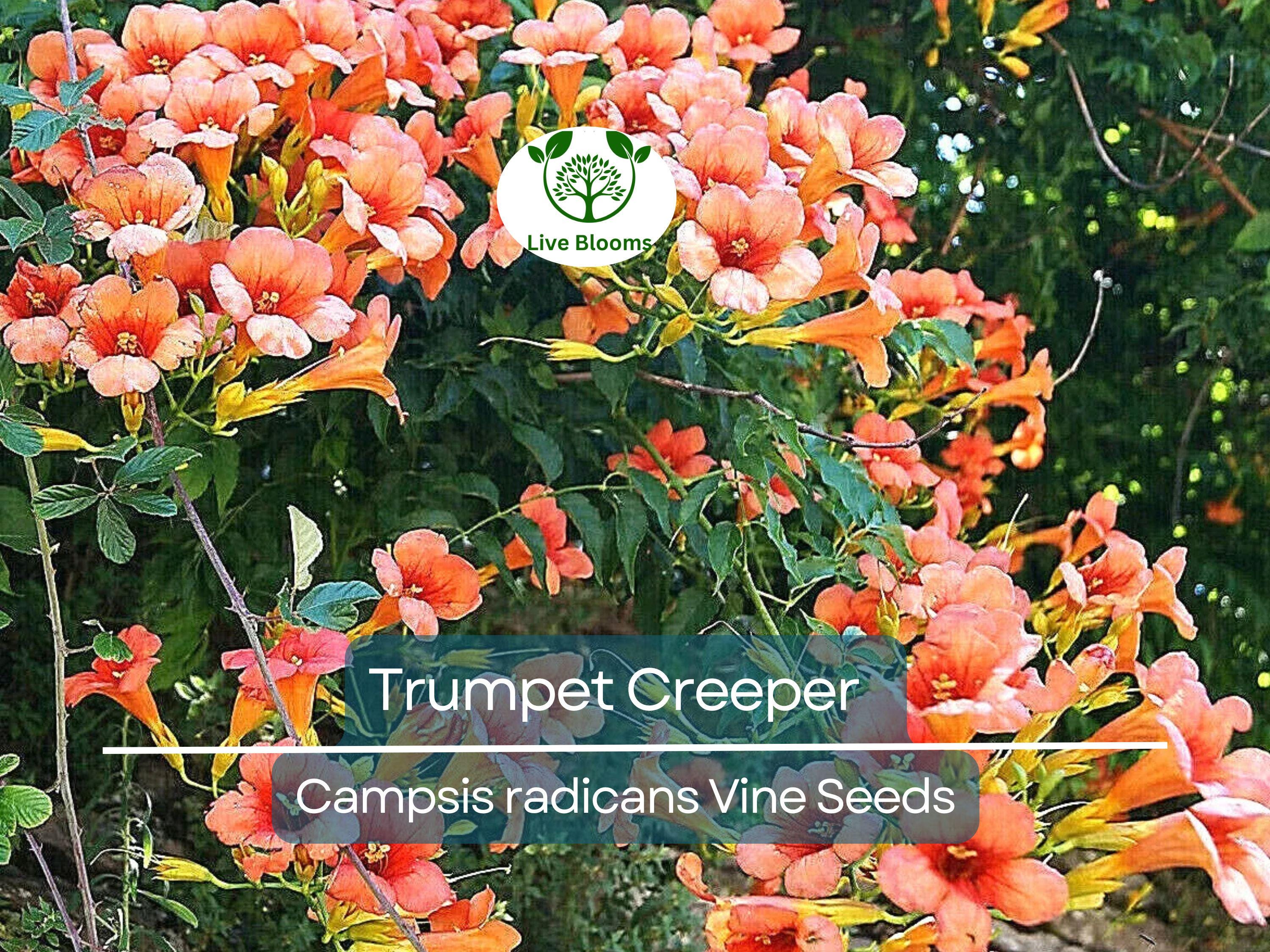 100 Flower Vine Seeds - Perennial Trumpet Creeper (Campsis radicans), Orange Flowers, Fast-Growing Vine, Climbing Plant, Wildlife Friendly
