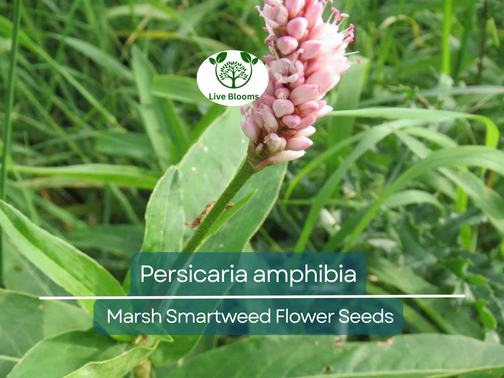 500 mg Seeds Persicaria amphibia (Marsh Smartweed) for Planting | Aquatic & Wetland Plant for Ponds, Gardens, and Wildlife Habitats