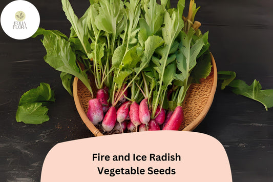 500+ Fire and Ice Radish Seeds | Red & White Bicolor Radishes for Garden Planting
