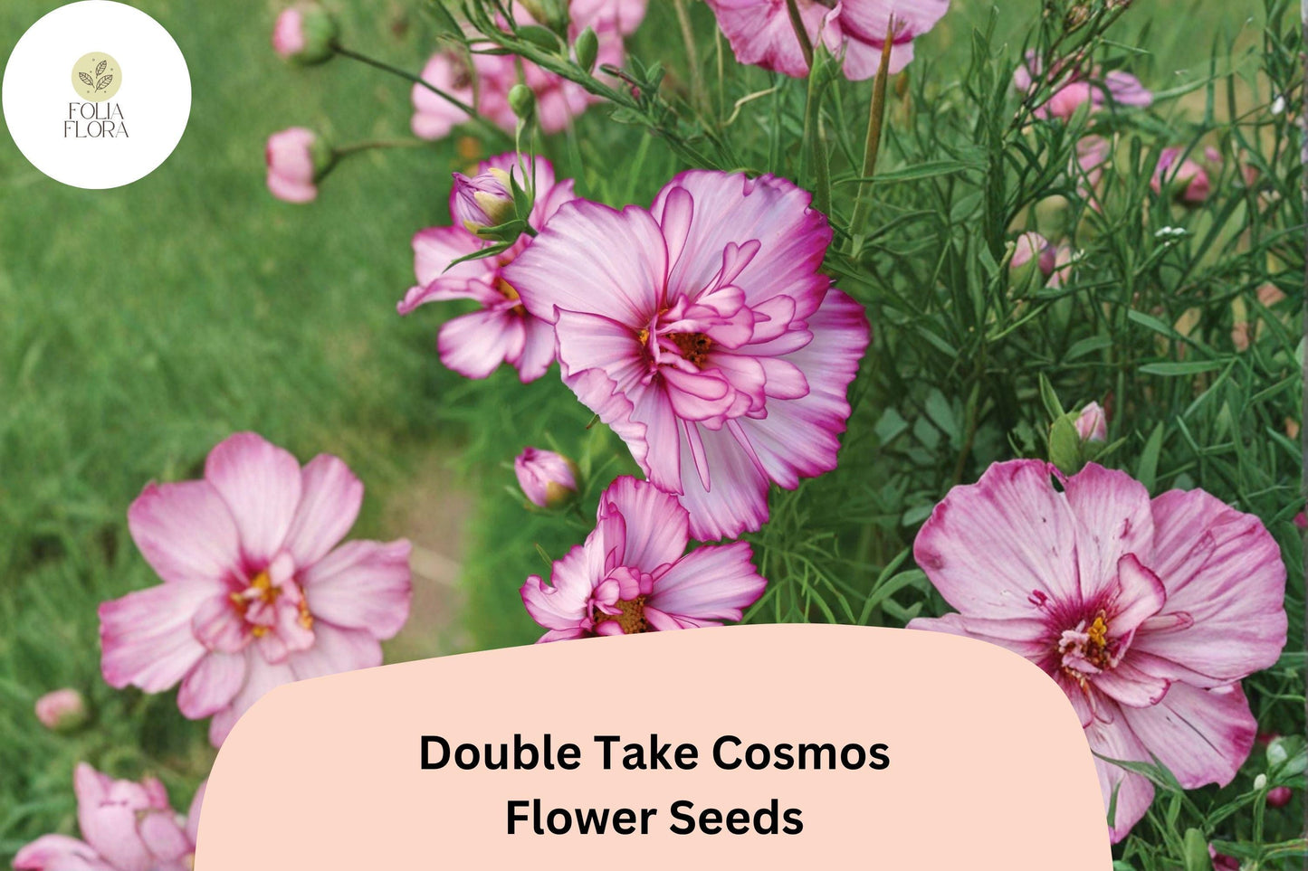 200+ Double Take Cosmos Seeds | Cosmos Bipinnatus Double Petal Mix | Garden Flower & Pollinator-Friendly Seeds