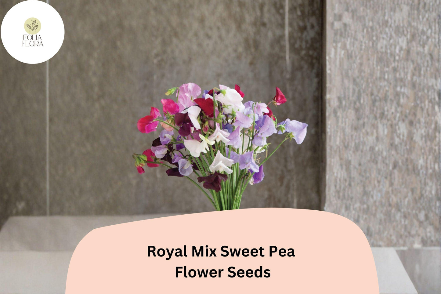 50+ Royal Mix Sweet Pea Seeds | Assorted Jewel-Tone Climbing Flowers for Trellis & Garden