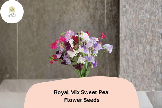 50+ Royal Mix Sweet Pea Seeds | Assorted Jewel-Tone Climbing Flowers for Trellis & Garden