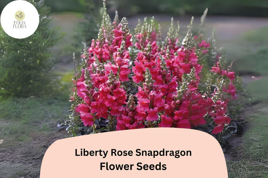 Antirrhinum majus Liberty Rose Snapdragon Seeds – 1000+ Soft Rose-Pink Blooms for Garden & Cut Flowers