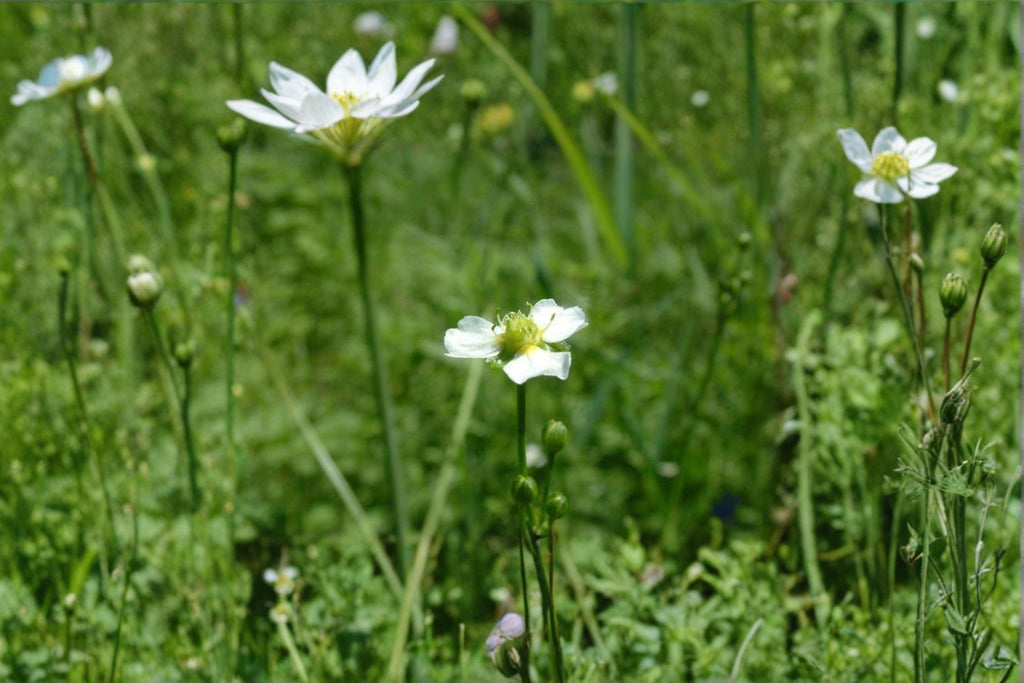 Alisma triviale/Large-flowered Water Plantain – 300 Seeds | Native Aquatic Perennial | Wetland & Pond Plant | Pollinator-Friendly