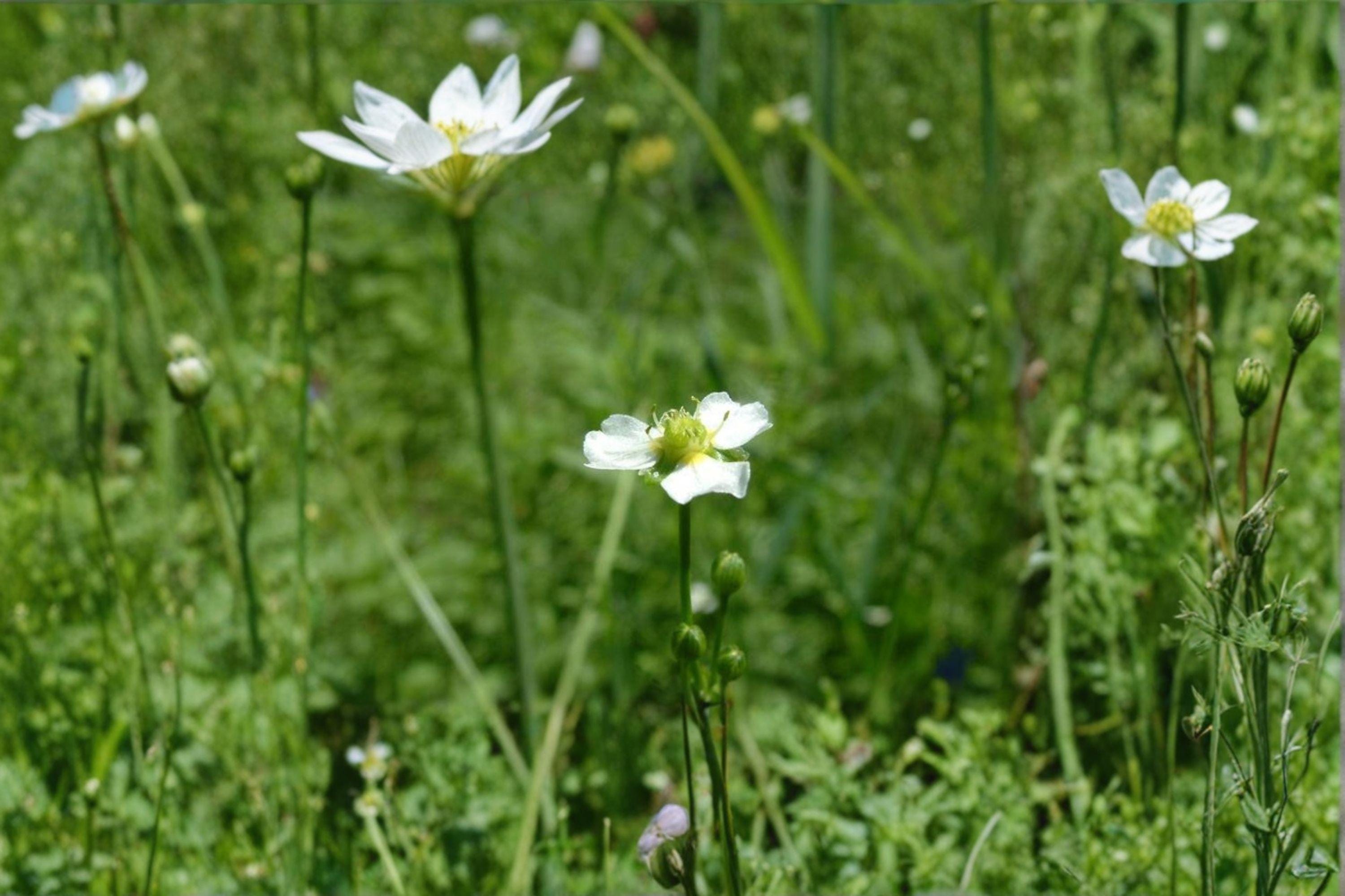 Alisma triviale/Large-flowered Water Plantain – 300 Seeds | Native Aquatic Perennial | Wetland & Pond Plant | Pollinator-Friendly