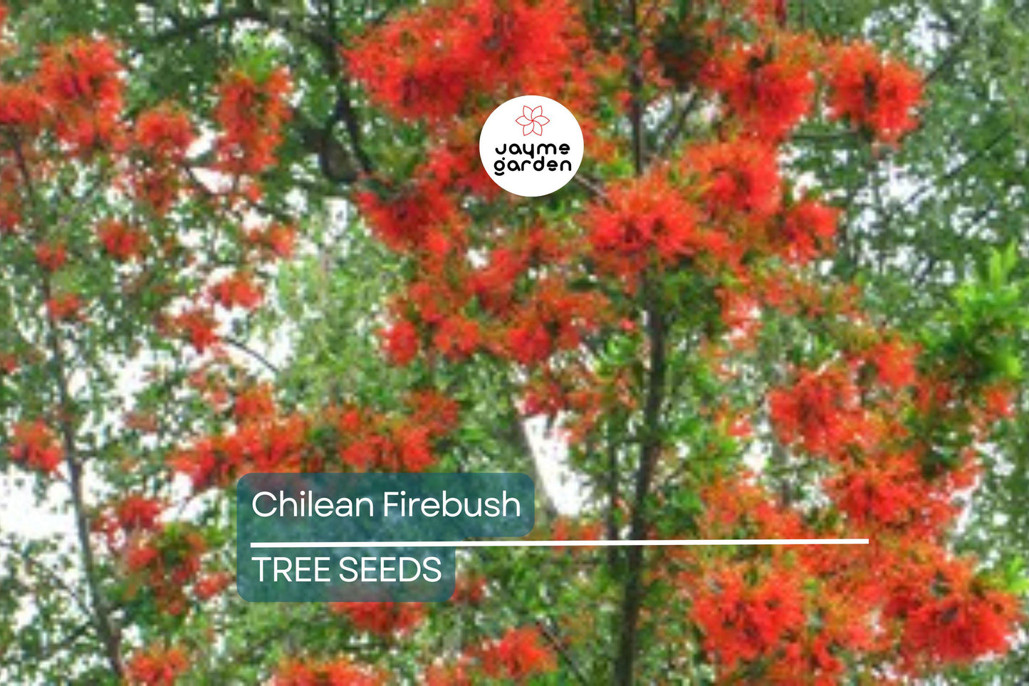 10 Chilean Firebush Tree Seeds (Embothrium coccineum) – Rare Scarlet Flame Red Tubular Flower, Hummingbird Magnet, Ornamental