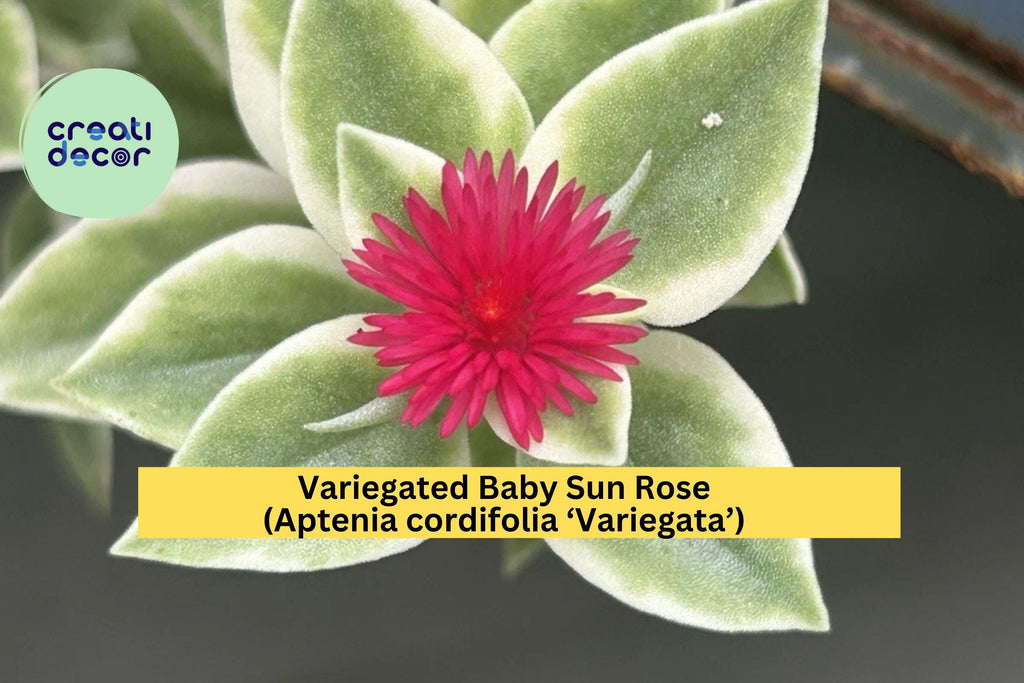 Variegated Baby Sun Rose – Aptenia cordifolia ‘Variegata’ Live 6” Succulent Plant with Pink Blooms, Trailing Groundcover for Pots or Gardens