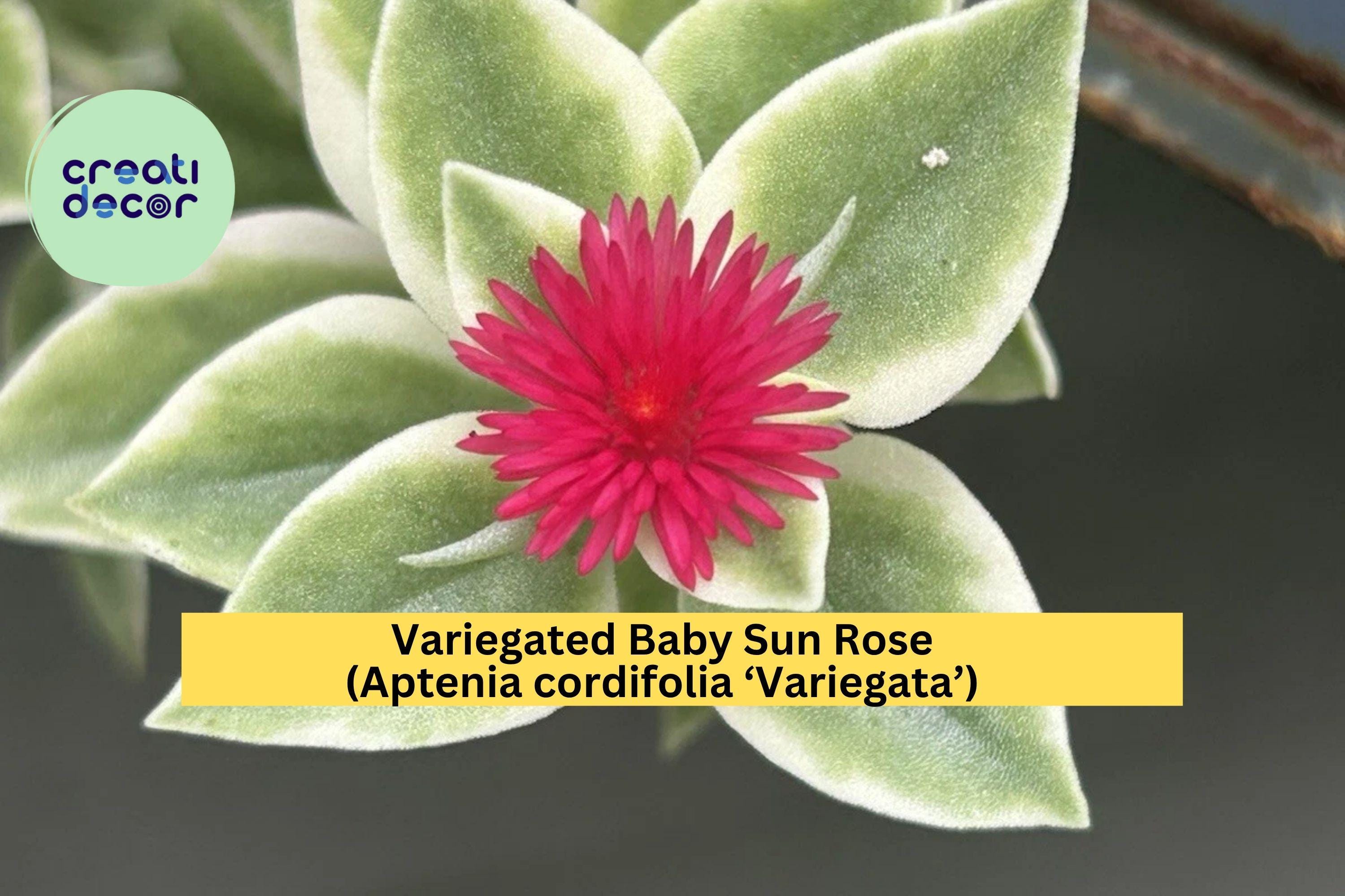 Variegated Baby Sun Rose – Aptenia cordifolia ‘Variegata’ Live 6” Succulent Plant with Pink Blooms, Trailing Groundcover for Pots or Gardens
