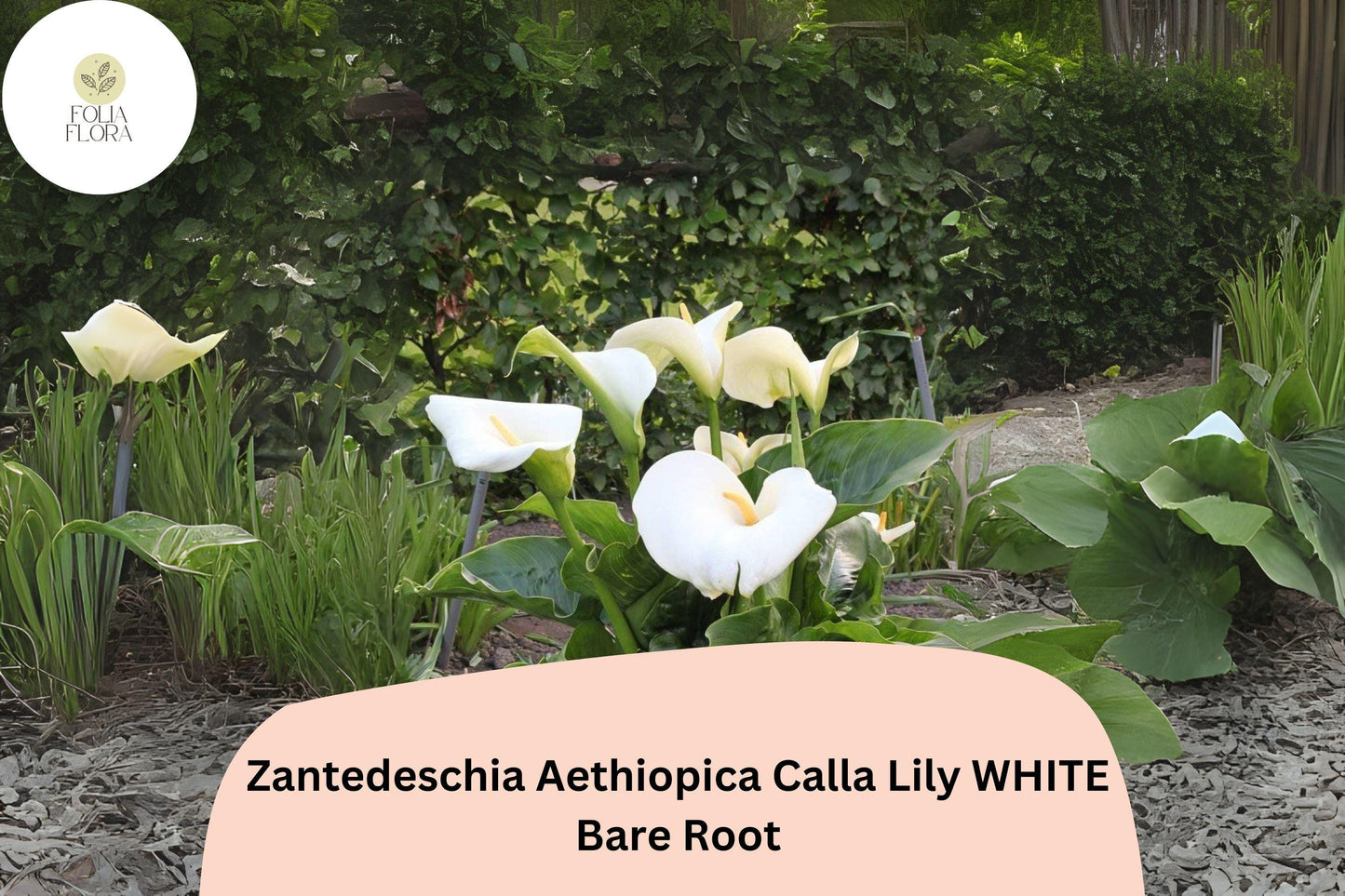 Zantedeschia aethiopica White Calla Lily | 5 Live 2” Plants Florist Quality Flower