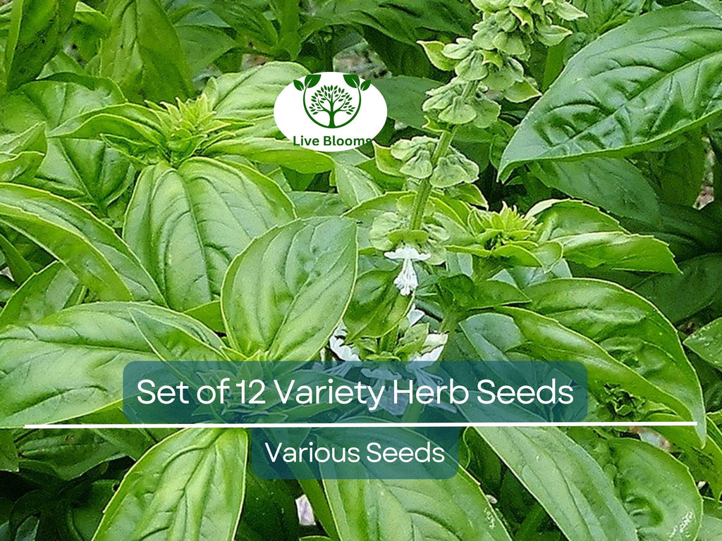 Set of 12 Culinary Herb Seeds – Basil, Parsley, Cilantro, Thyme, Dill, Arugula, Lavender, Non-GMO, Heirloom