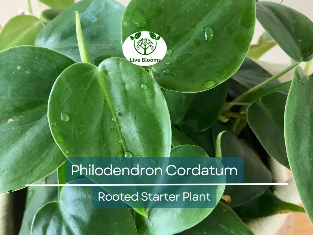 2" Rooted Multi-Cutting Cordatum Starter Plants, Easy to Grow, Ideal for Indoor/Outdoor, Philodendron Cordatum, Heartleaf Vine Cuttings