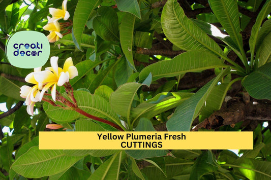 1 Yellow Plumeria Cutting – 10" Fresh Starter Stem with Double Head | Frangipani Tropical Flower for Planting in Pots or Warm Gardens