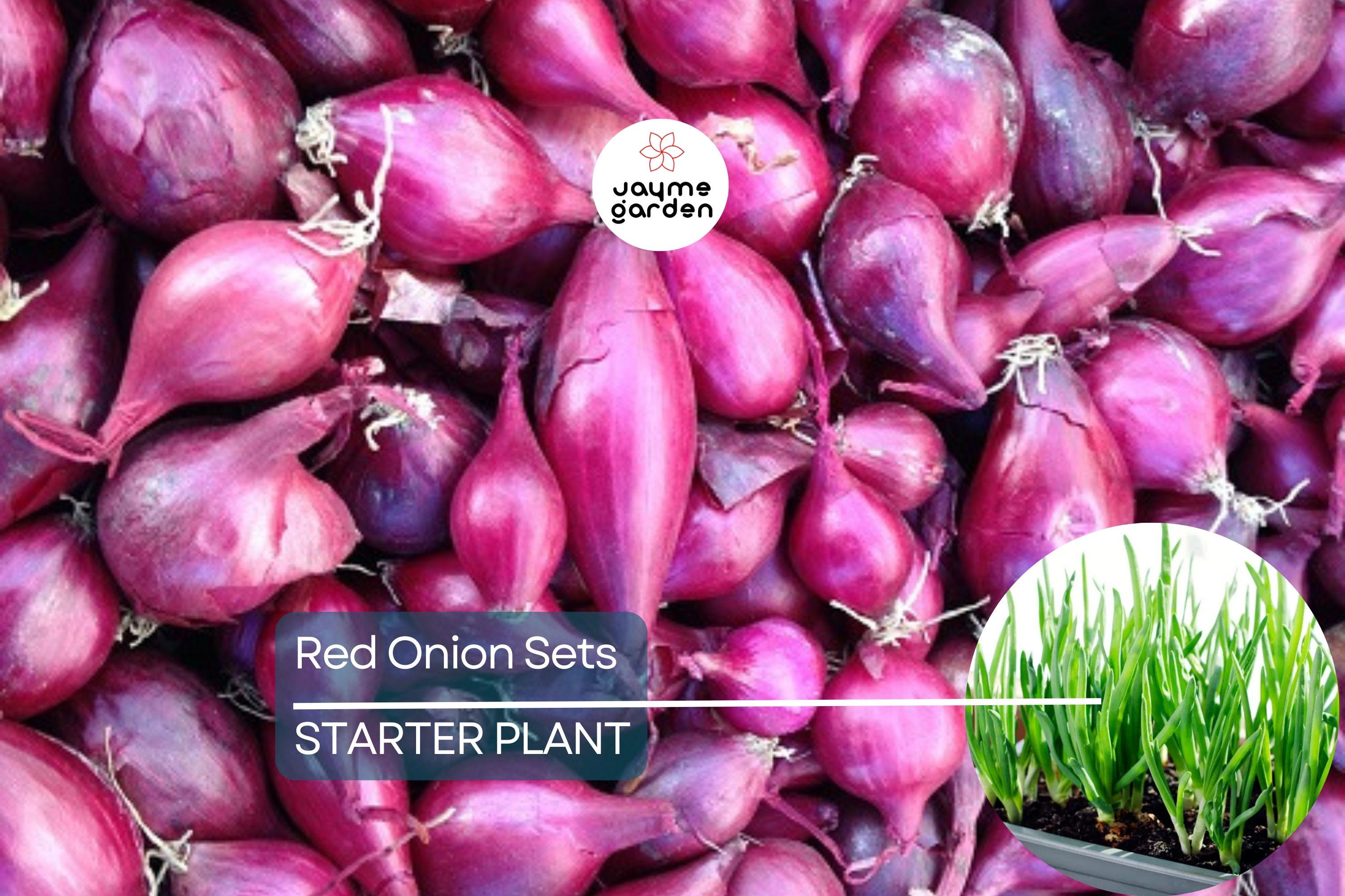 Red Onion Sets - 8 oz. (40-60 Bulbs) | Naturally Grown, Non-GMO | Red Baron Variety | Long-Day, Storage Onion |