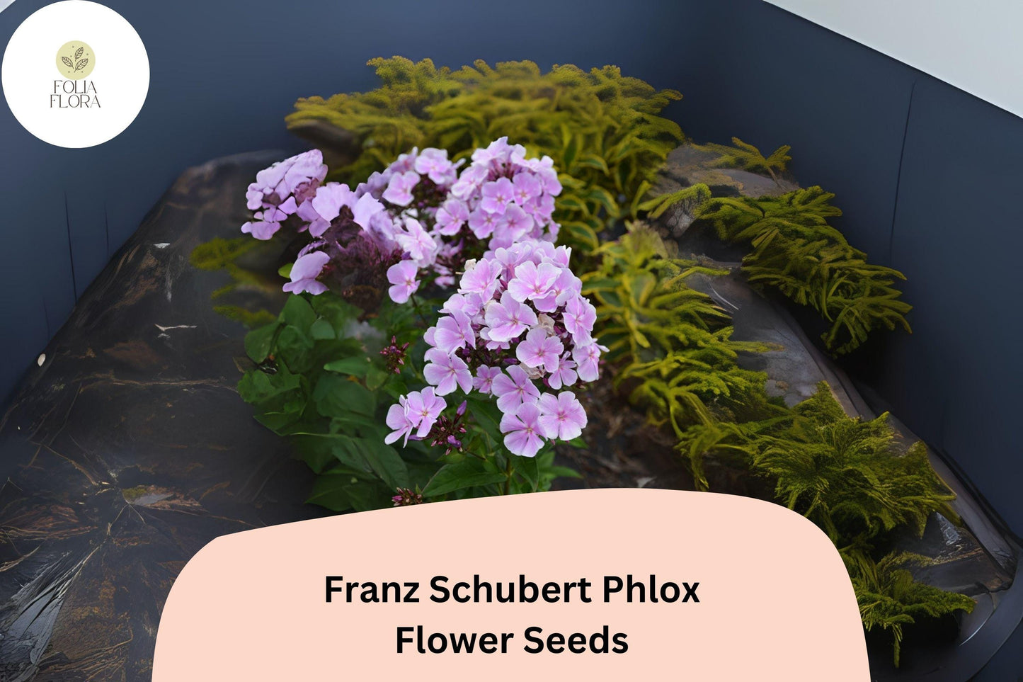 100+ Franz Schubert Phlox Seeds – Soft Lavender Blooms, Perennial Phlox paniculata