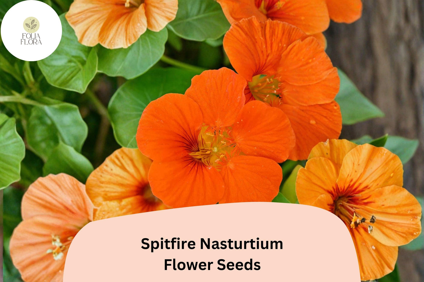 50+ Spitfire Nasturtium Seeds | Tropaeolum majus | Fiery Red-Orange Blooms | Trailing Annual Flower for Garden