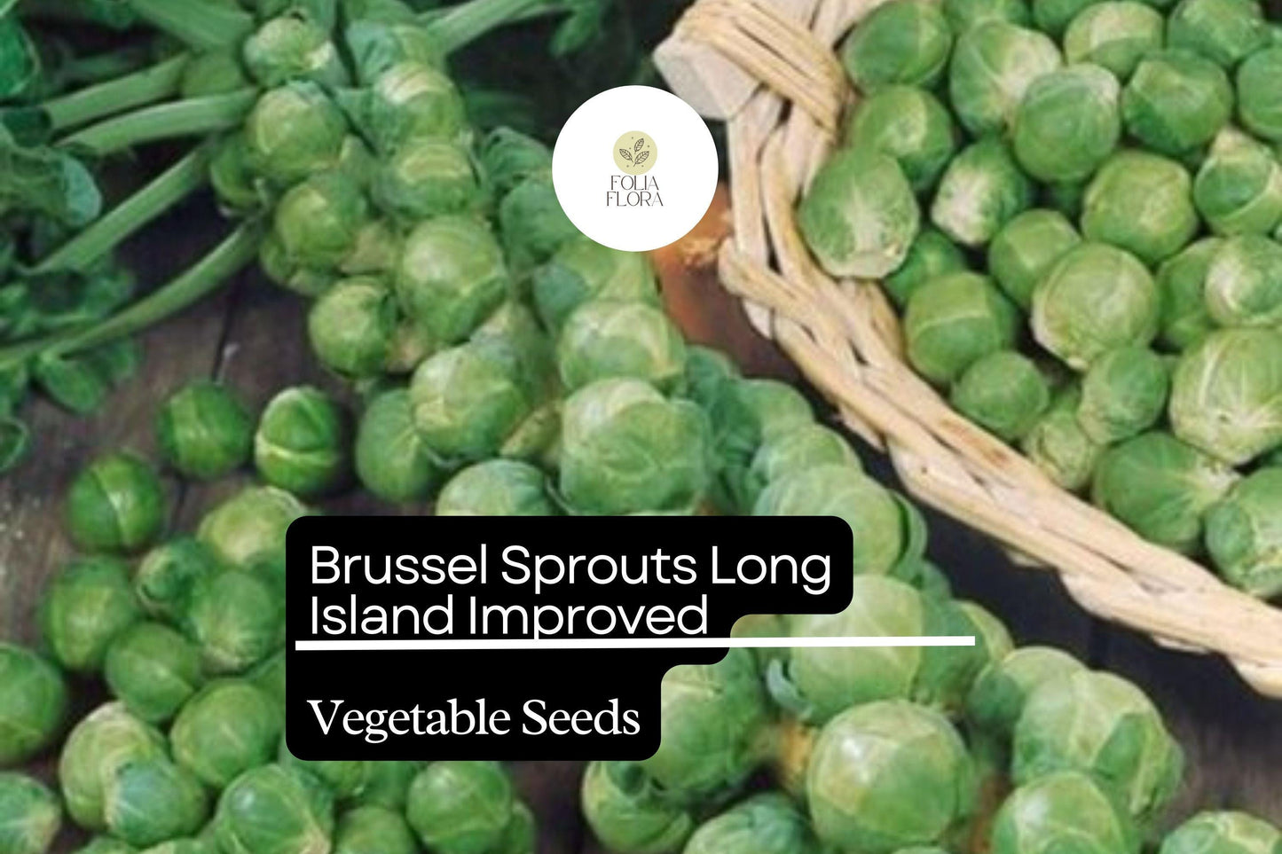 1g Brussel Sprouts Long Island Improved Seeds Brassica oleracea | Heirloom Variety | Compact, High-Yield & Cold-Hardy
