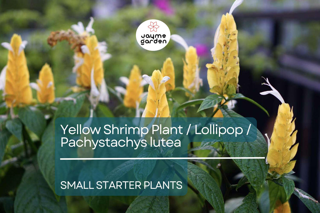 1 Yellow Shrimp Starter Plants - Pachystachys Lutea (Golden Lollipop Plant) - Tropical Plug Plants, 3-5 Inches, Bright Yellow Blooms