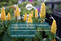 1 Yellow Shrimp Starter Plants - Pachystachys Lutea (Golden Lollipop Plant) - Tropical Plug Plants, 3-5 Inches, Bright Yellow Blooms
