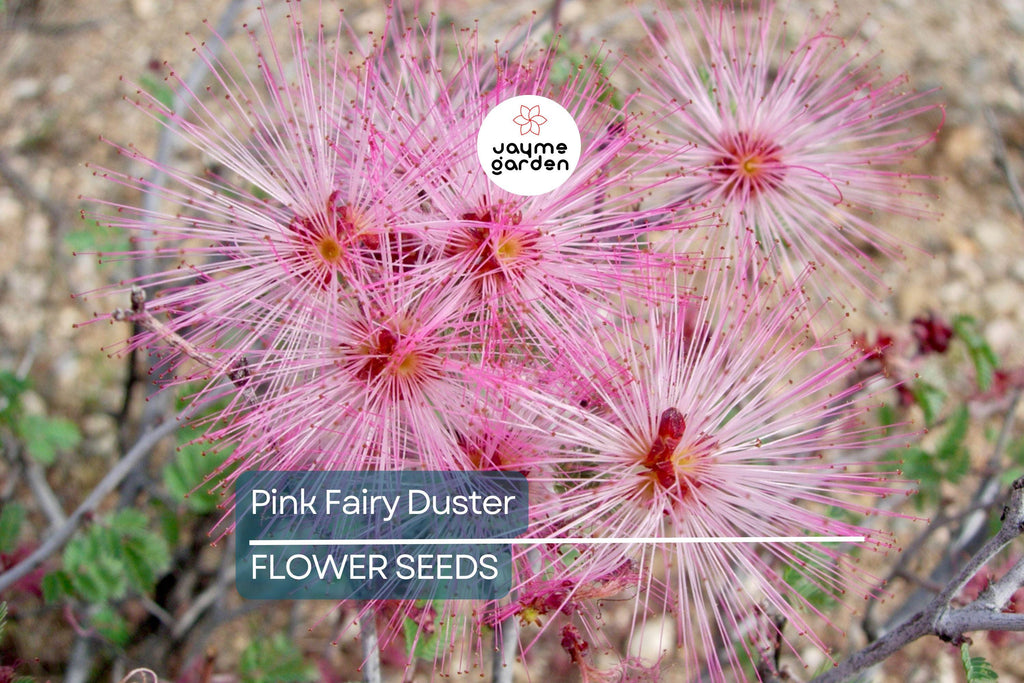 10 Pink Fairy Duster Tree Seeds (Mesquitella eriophylla) – Rare Exotic Mimosa, Low-Maintenance, Hummingbird Attractant