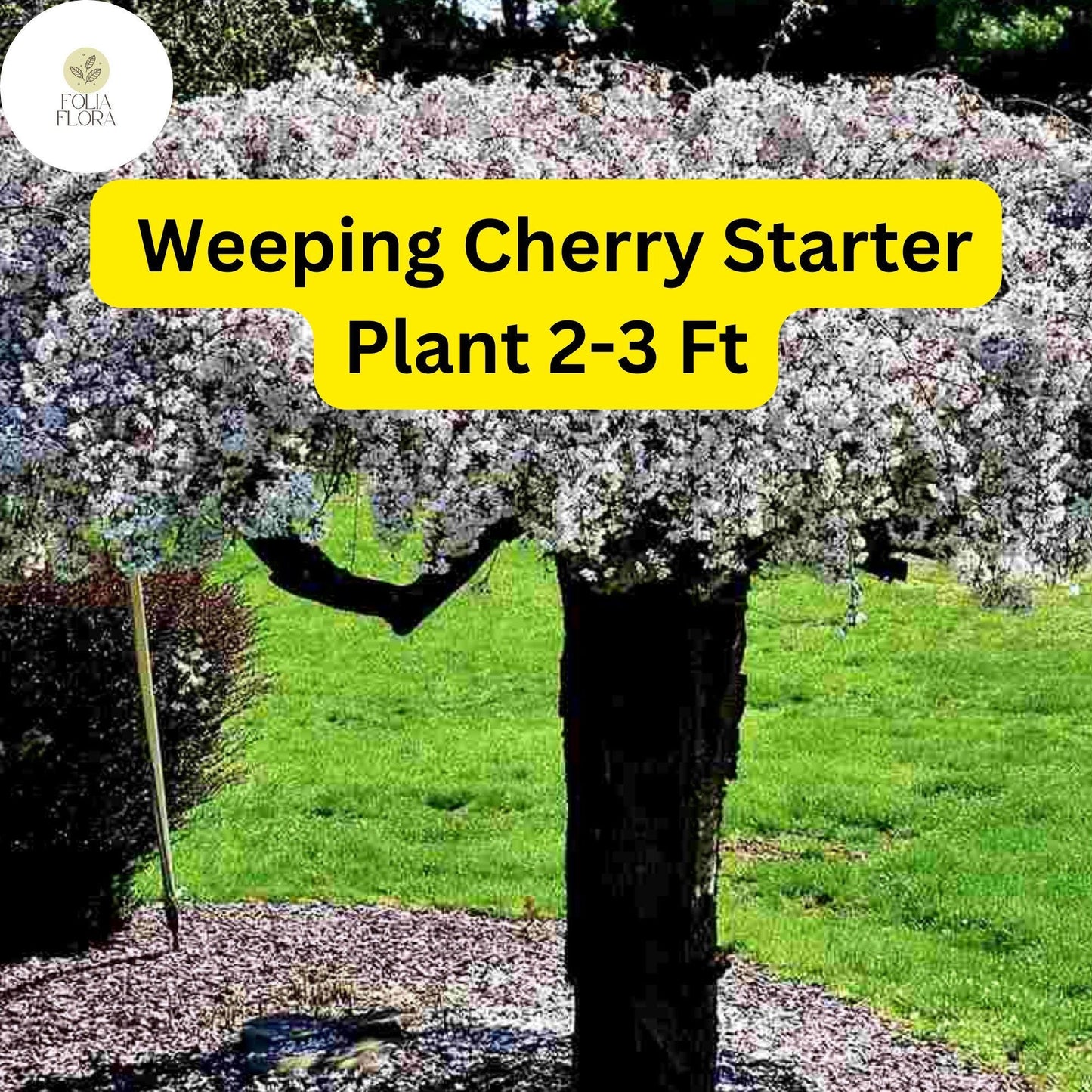 1 Weeping Cherry Tree, 2-3 Ft Tall, Live Flowering Tree, Ready to Plant, Prunus pendula