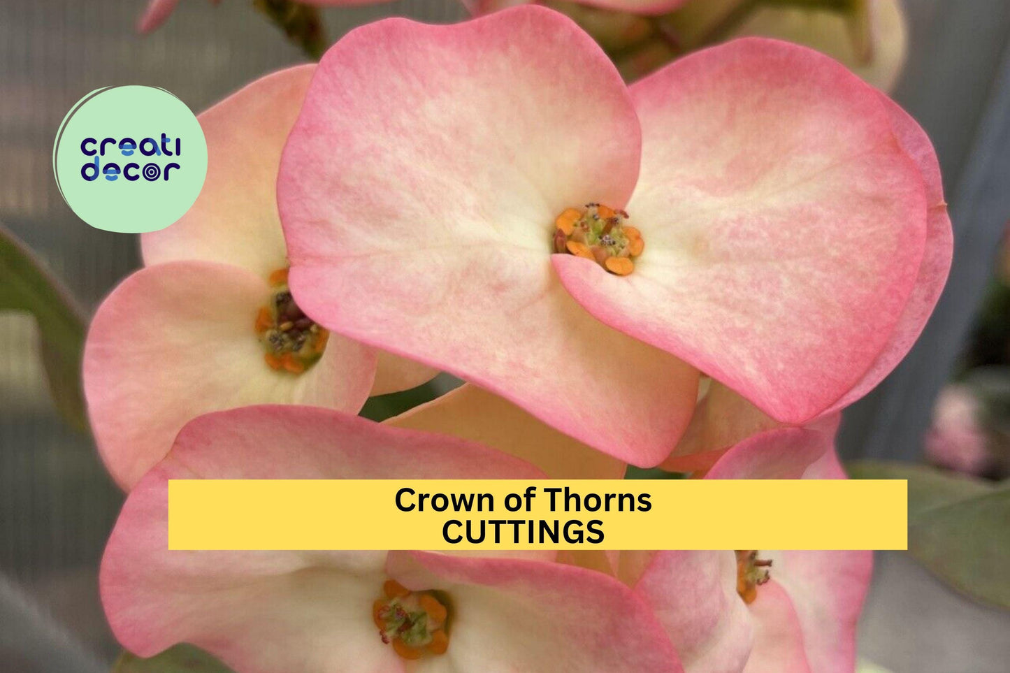 Crown of Thorns Cutting | Euphorbia Milii Succulent Starter | 1 Fresh Unrooted Piece | Colorful Drought Tolerant Plant