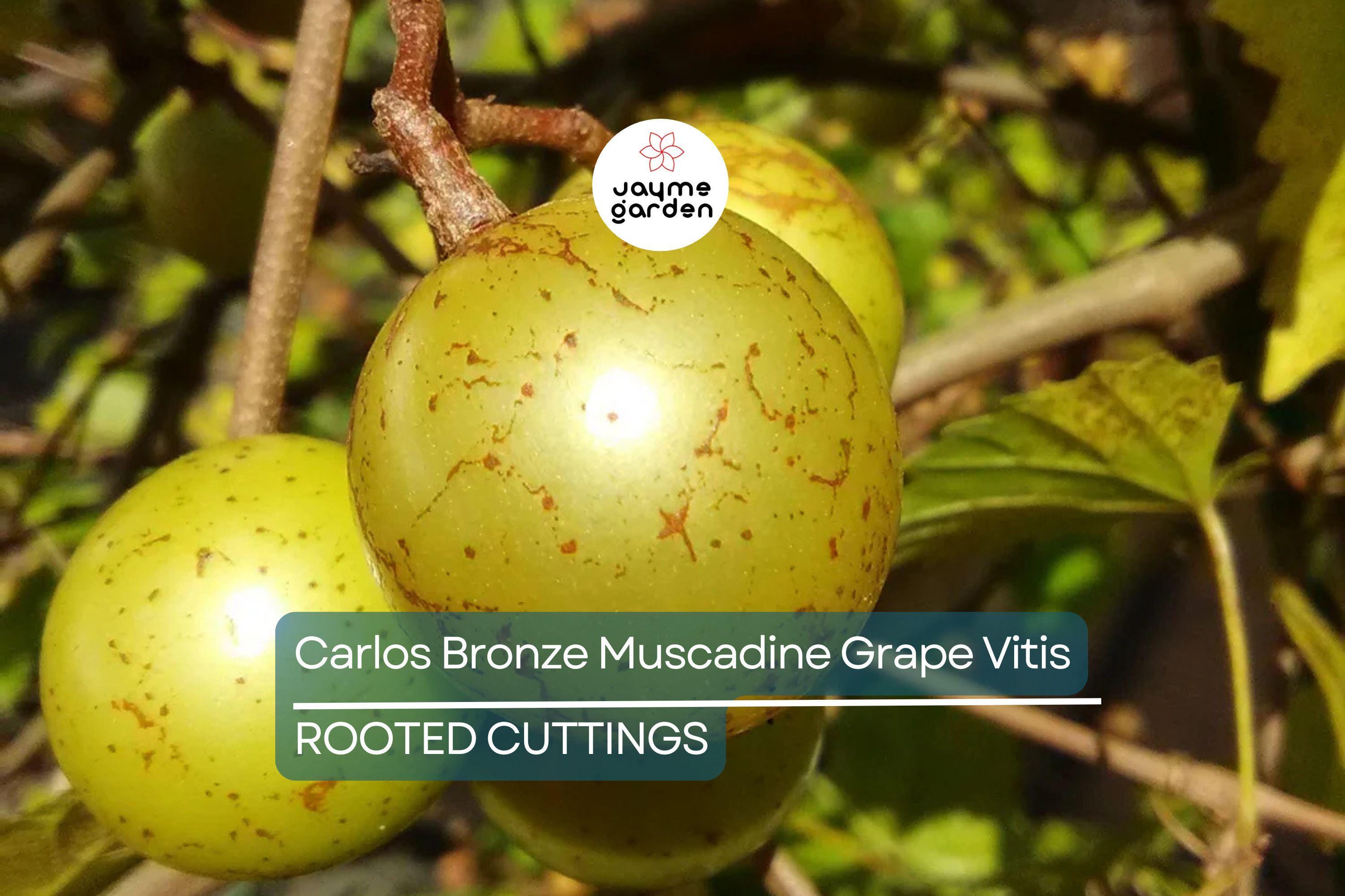 Carlos Bronze Muscadine Grape | 4-8” Live TC Plant | Vitis | Self-Fertile & Edible | Wine and Juice Vine | Cold Hardy |