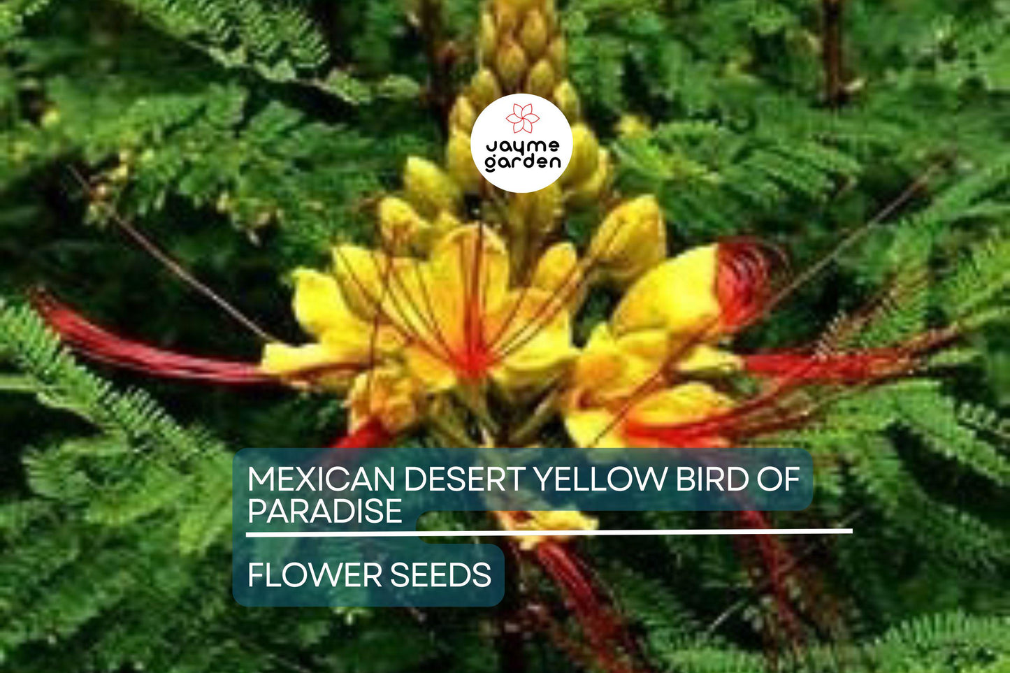 5 Mexican Desert Yellow Bird of Paradise Seeds (Caesalpinia gilliesii) – Vibrant Yellow & Red Blooms, USDA Zones 8-11, Drought-Tolerant