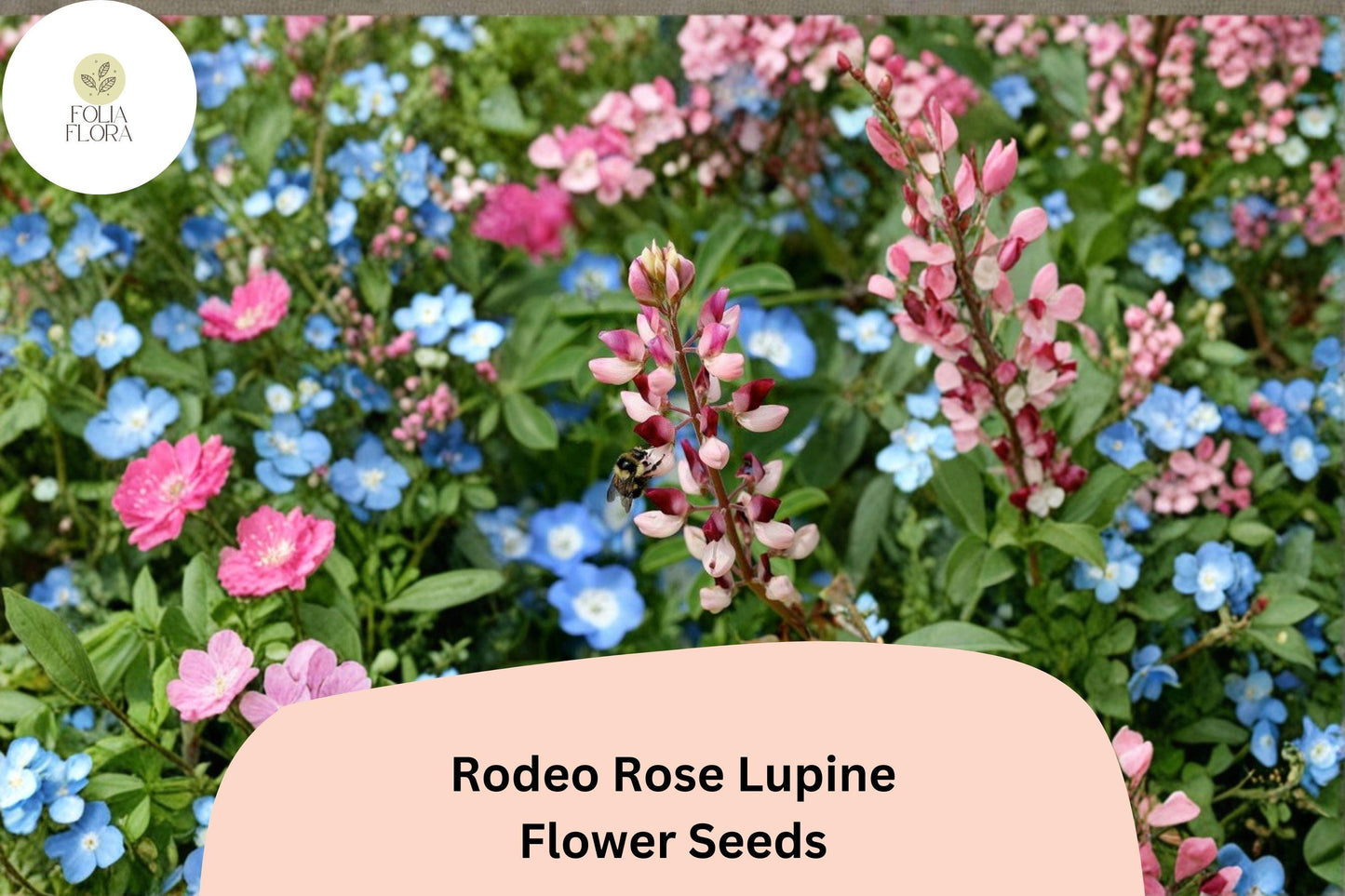 25+ Rodeo Rose Lupine Seeds | Pink-Red Lupinus | Vibrant Spiked Blooms for Garden Planting