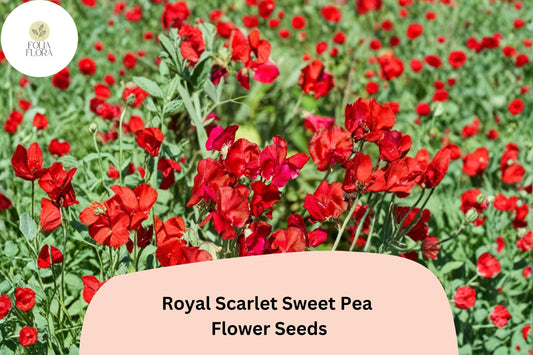 50+ Royal Scarlet Sweet Pea Seeds | Bright Red Climbing Flowers for Trellis & Garden