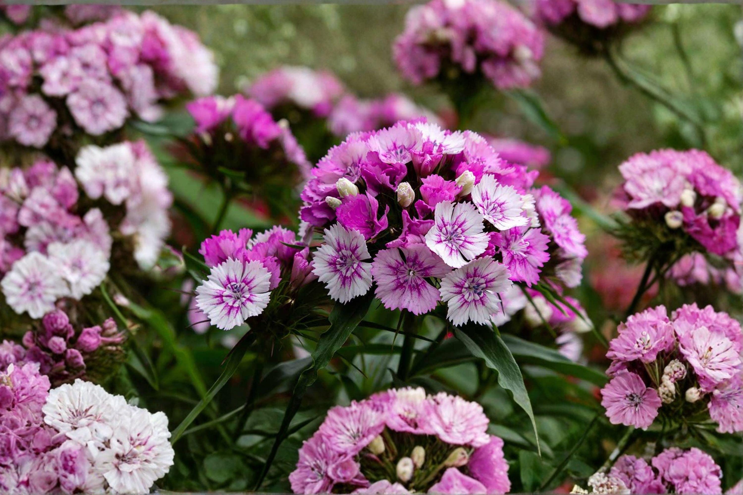 Sweet William – Dianthus barbatus Seeds | 100 Seeds | Fragrant Cottage Garden Flower | Biennial