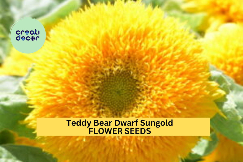 3pcs of 1g Teddy Bear Dwarf Sungold Sunflower Seeds – Compact, Fluffy Blooms for Gardens, Pots, and Pollinator Spaces Seeds for Planting