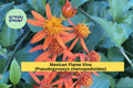 Mexican Flame Vine (Pseudogynoxys chenopodioides) – 10 Unrooted Cuttings 5–7" – Bright Orange Flowering Tropical Climber