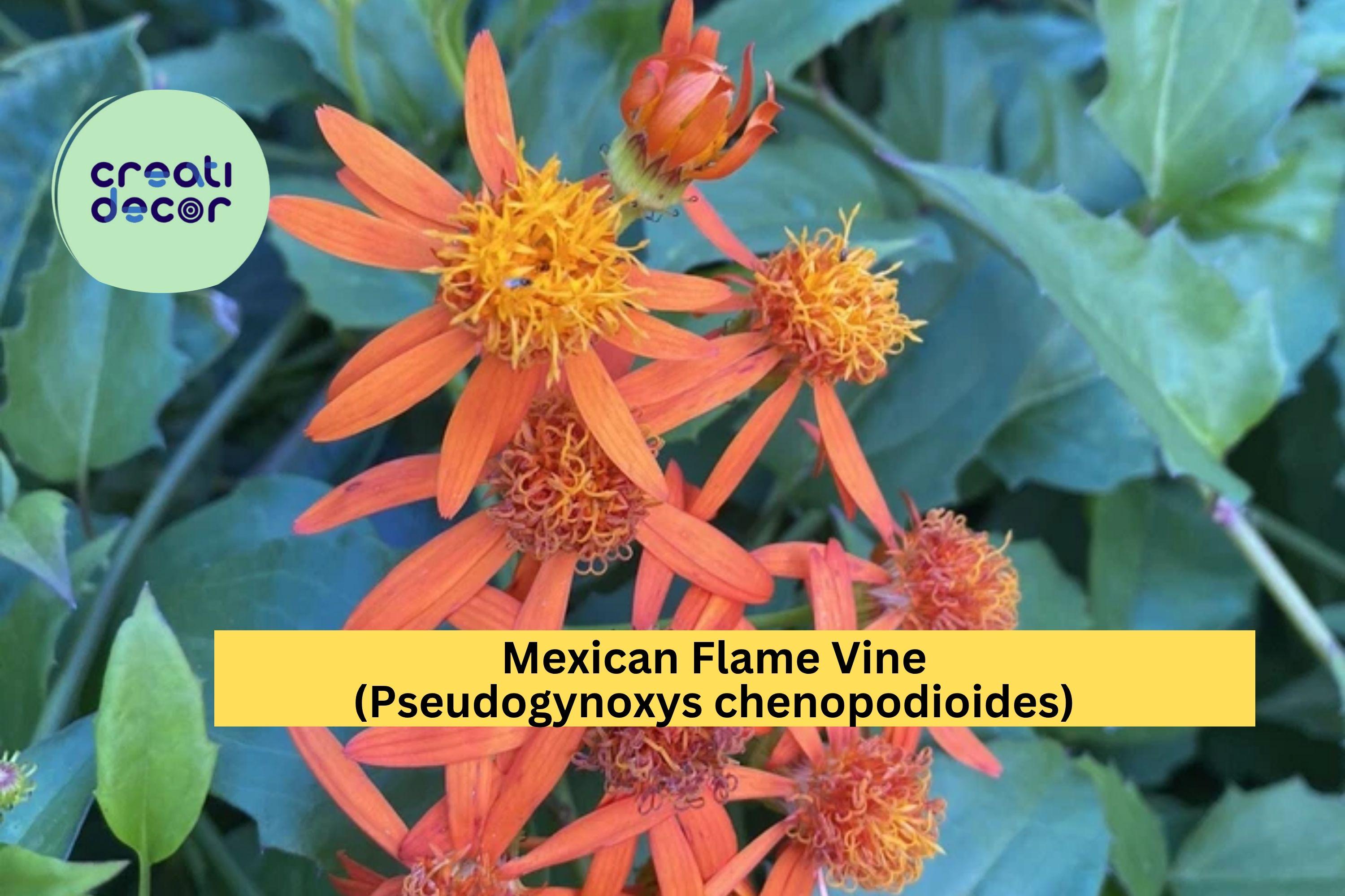 Mexican Flame Vine (Pseudogynoxys chenopodioides) – 10 Unrooted Cuttings 5–7" – Bright Orange Flowering Tropical Climber