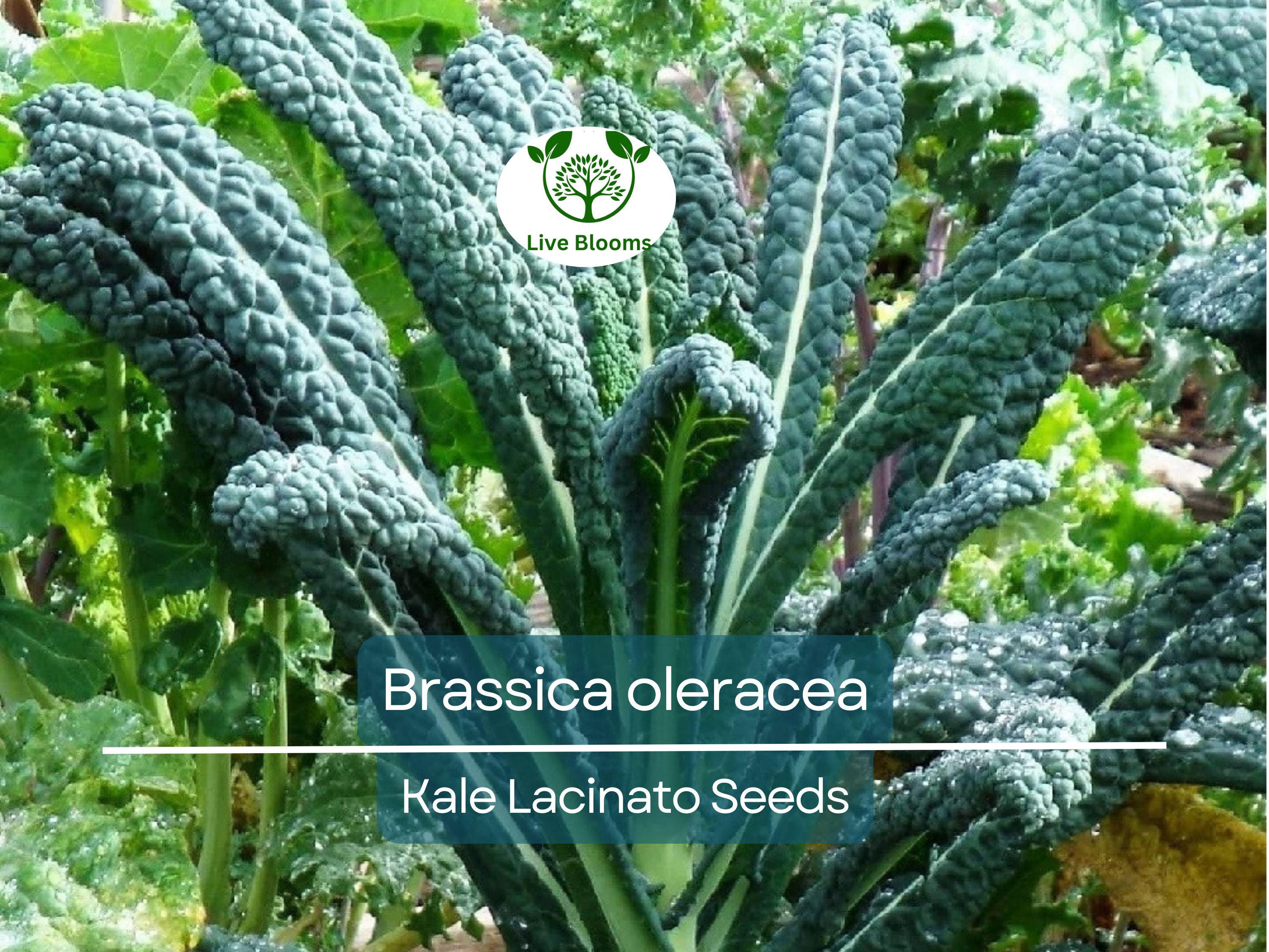 250 Kale Lacinato Seeds for Planting – Dinosaur Kale Brassica oleracea – Nutritious, Hearty Greens for Cooking, Smoothies, & Healthy Recipes