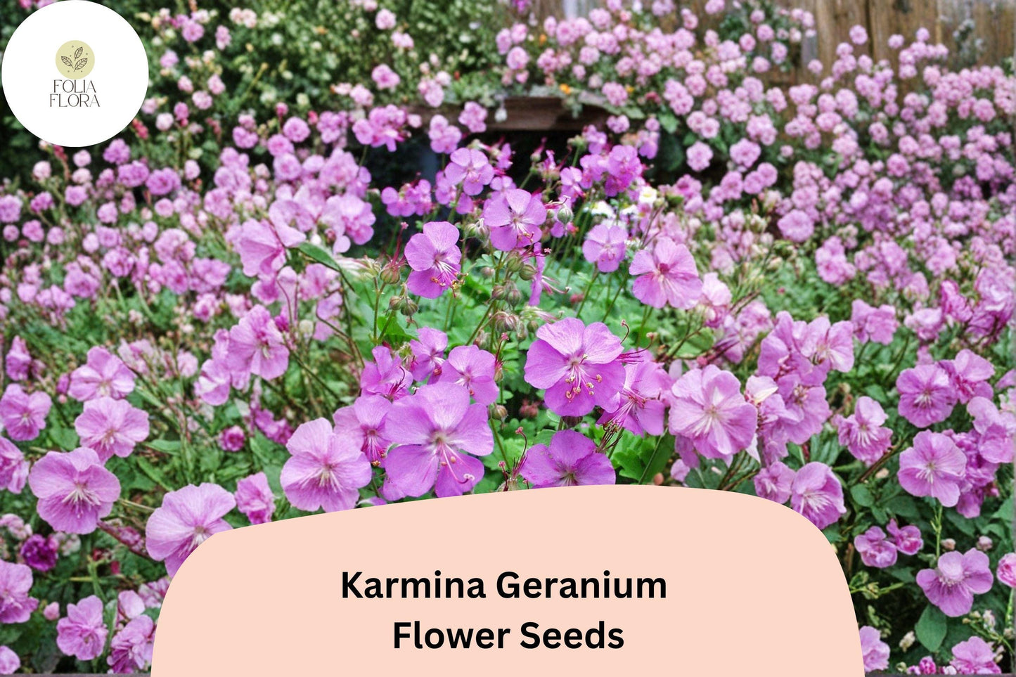 25+ Karmina Geranium Seeds for Garden Planting – Pink Flowers, Hardy Perennial