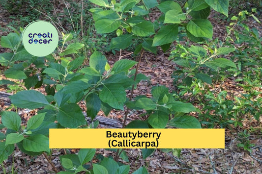 Beautyberry Bush Cuttings | 4 Fresh Callicarpa Stems | Unrooted Live Plant Cuttings for Propagation and Garden Growing