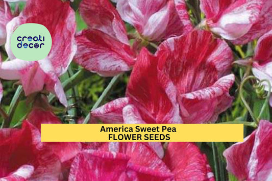 50+ America Sweet Pea Seeds – Red & White Striped Fragrant Blooms for Garden Planting, Climbing Vines for Trellises – USA