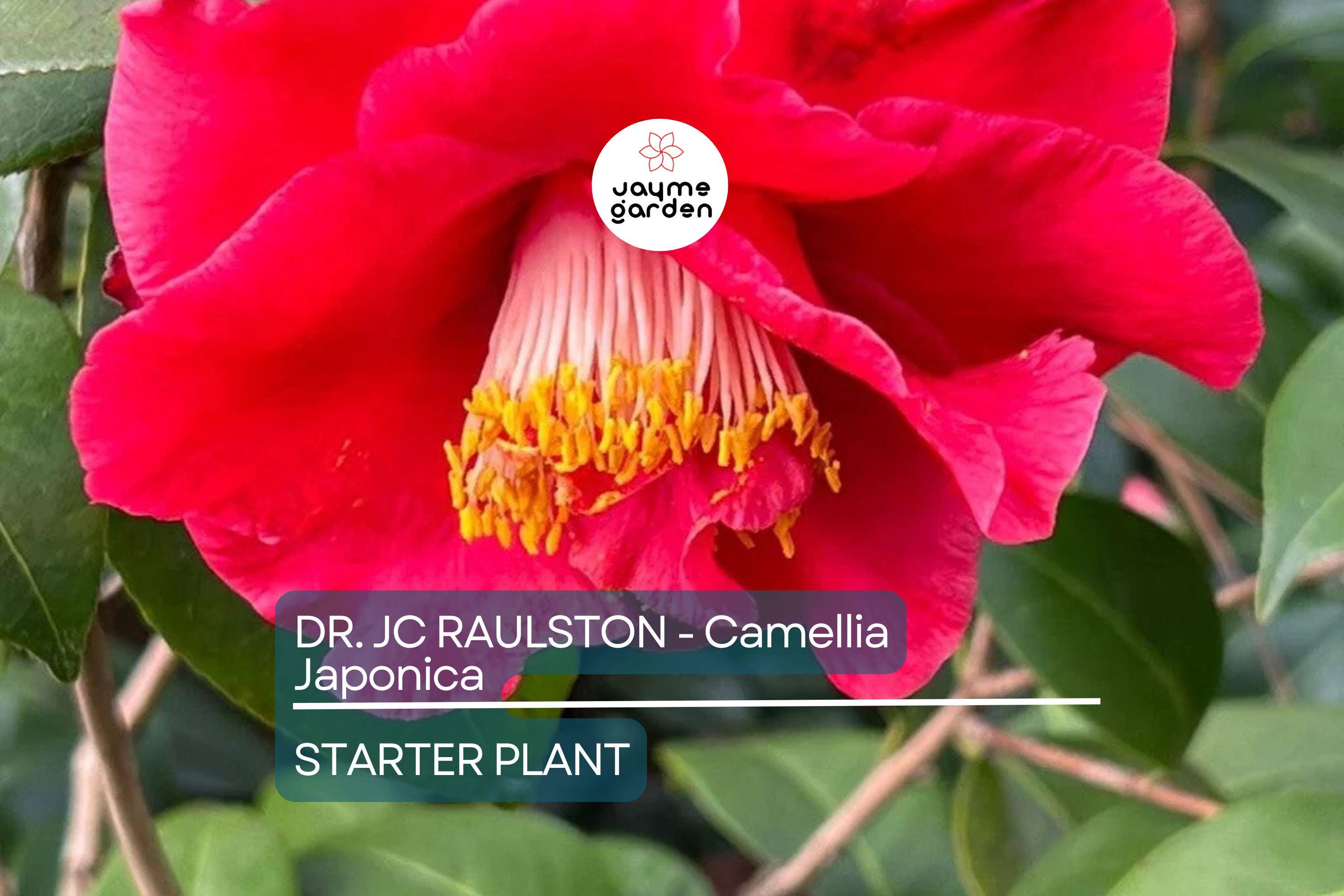 Dr. JC Raulston Camellia Japonica Starter Plant | Rare Red Variety | Live, Well-Rooted Plant | Shade-Loving Ornamental Shrub