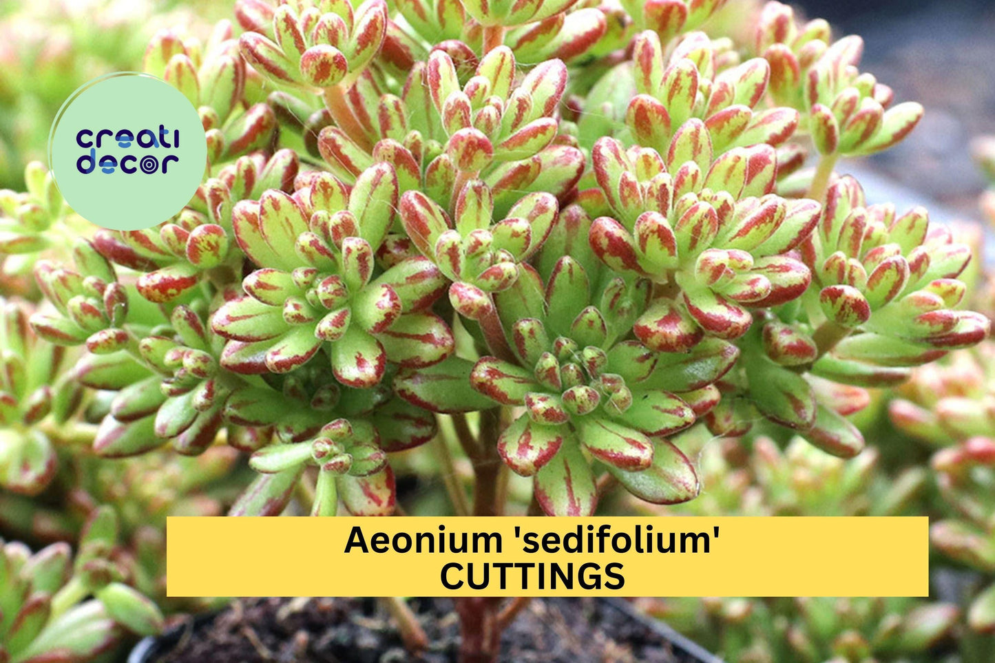 10 Aeonium sedifolium Cuttings – Mini Succulent Rosettes – No Roots – Rare Variegated Leaves – Easy to Grow – Great for Fairy Gardens – USA