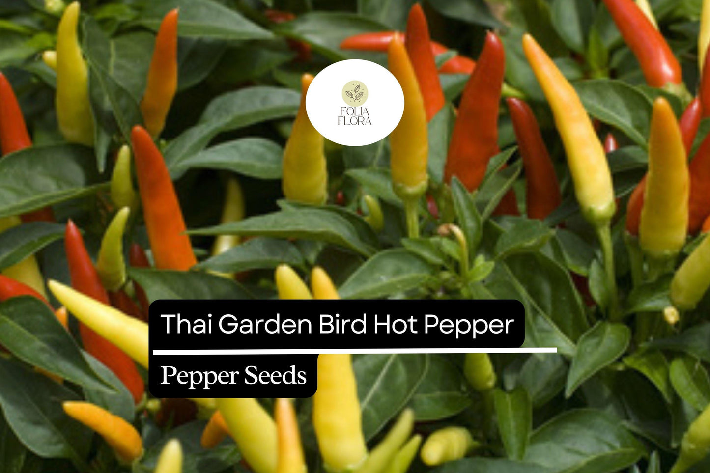 250mg Thai Garden Bird Hot Pepper Seeds Capsicum annuum | Very Hot, Non-GMO, Authentic Thai Cuisine, Spicy Chili for Sauces & Dishes