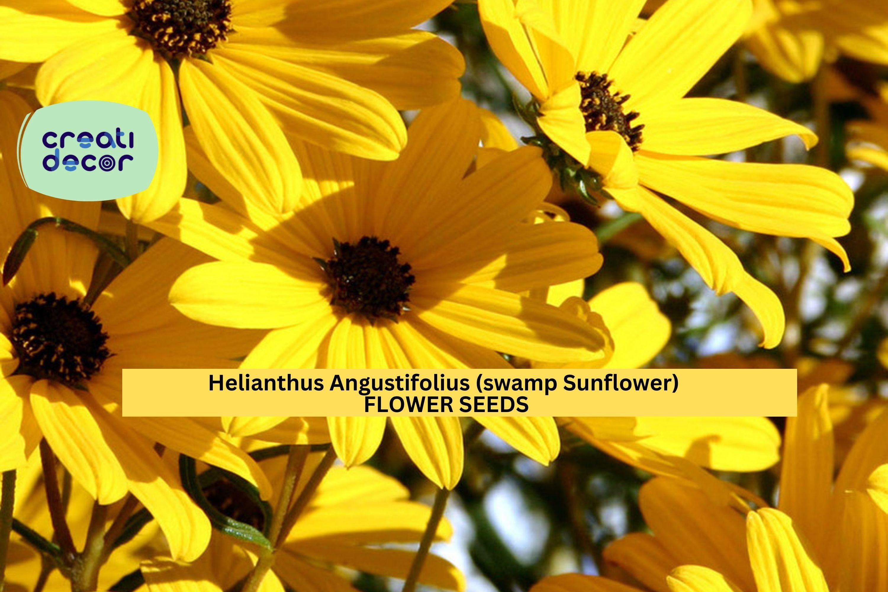 100 Seeds Helianthus angustifolius – Swamp Sunflower for Pollinator Gardens, Wet Soils, or Fall Flower Borders Seeds for Planting
